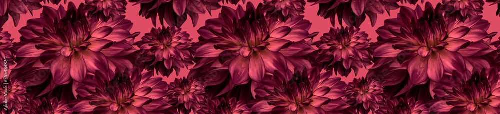 Patern dahlia Magenta flowers of different sizes on a pink background.