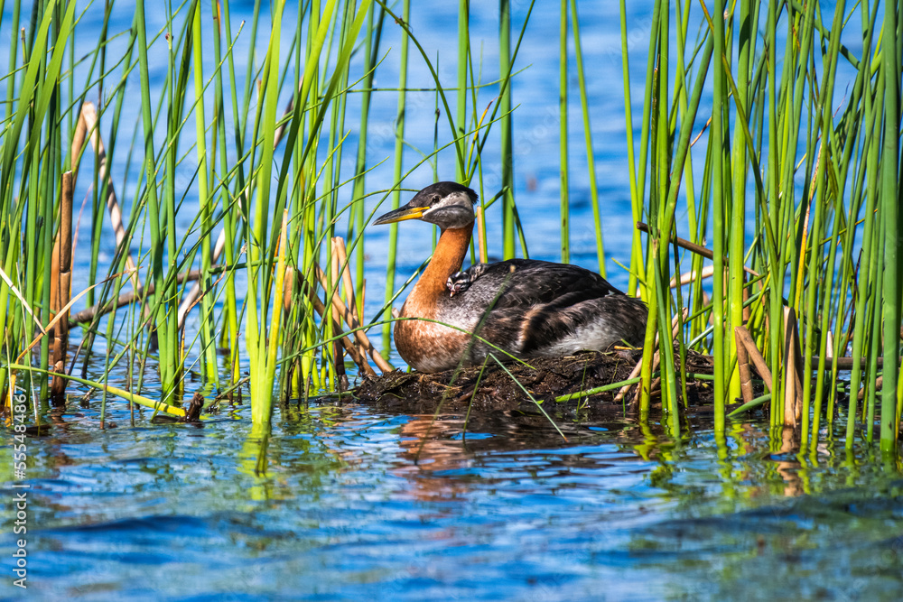 Red-necked Grebe (Podiceps grisegena) with newly-hatched chick on its back in a nest anchored in cattails in a pond near Fairbanks; Alaska, United States of America Red-necked Grebe (Podiceps grisegena) with newly-hatched chick on its back in a nest anchored in cattails in a pond near Fairbanks; Alaska, United States of America