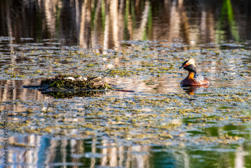 Horned Grebe (Podiceps auritus) approaches its nest full of eggs in a pond near Fairbanks; Alaska, United States of America photo