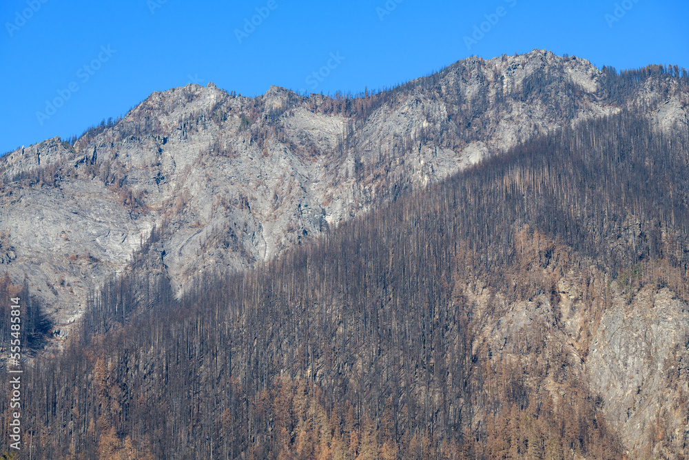 Burnt trees on mountain from Bolt Creek Fire in Washington State above Grotto
