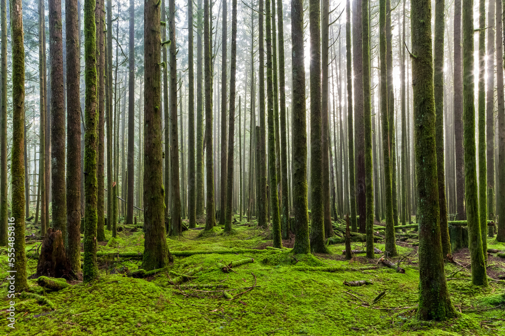 Sunlight shining through the misty air in a rainforest; British Columbia, Canada Sunlight shining through the misty air in a rainforest; British Columbia, Canada