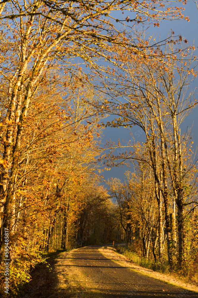 Fototapeta premium Late fall color on the multi use Snoqualmie Valley Trail with dark moody sky