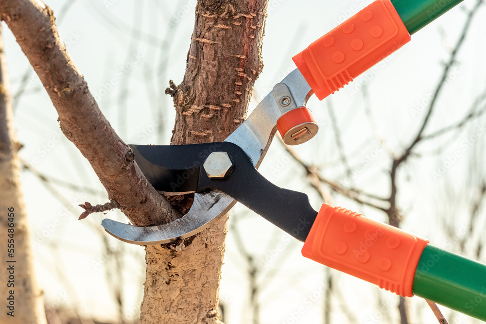 Naklejka premium A gardener cuts tree branches with large garden shears. Pruning trees in the spring, close-up