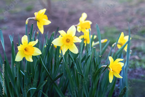 Yellow daffodils on a flower bed in spring in sunny weather