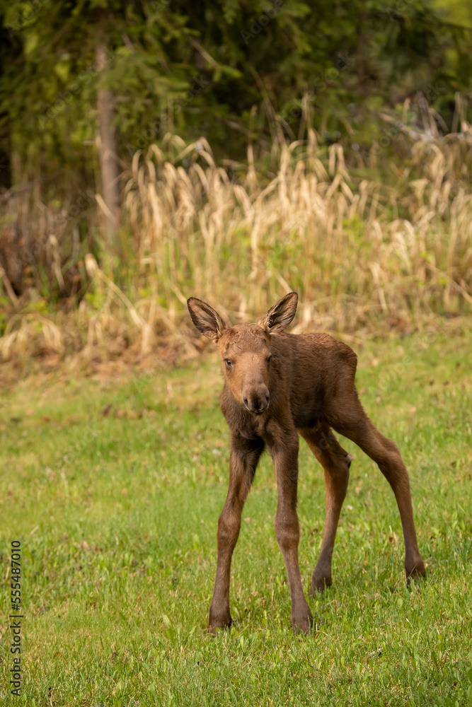 Young moose (Alces alces) calf, South-central Alaska; Anchorage, Alaska, United States of America Young moose (Alces alces) calf, South-central Alaska; Anchorage, Alaska, United States of America