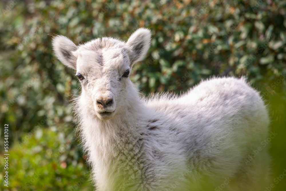 Dall sheep (Ovis aries) lamb looks at camera in the Windy Point area near the Seward Highway, South of Anchorage in South-central Alaska; Alaska, United States of America Dall sheep (Ovis aries) lamb looks at camera in the Windy Point area near the Seward Highway, South of Anchorage in South-central Alaska; Alaska, United States of America