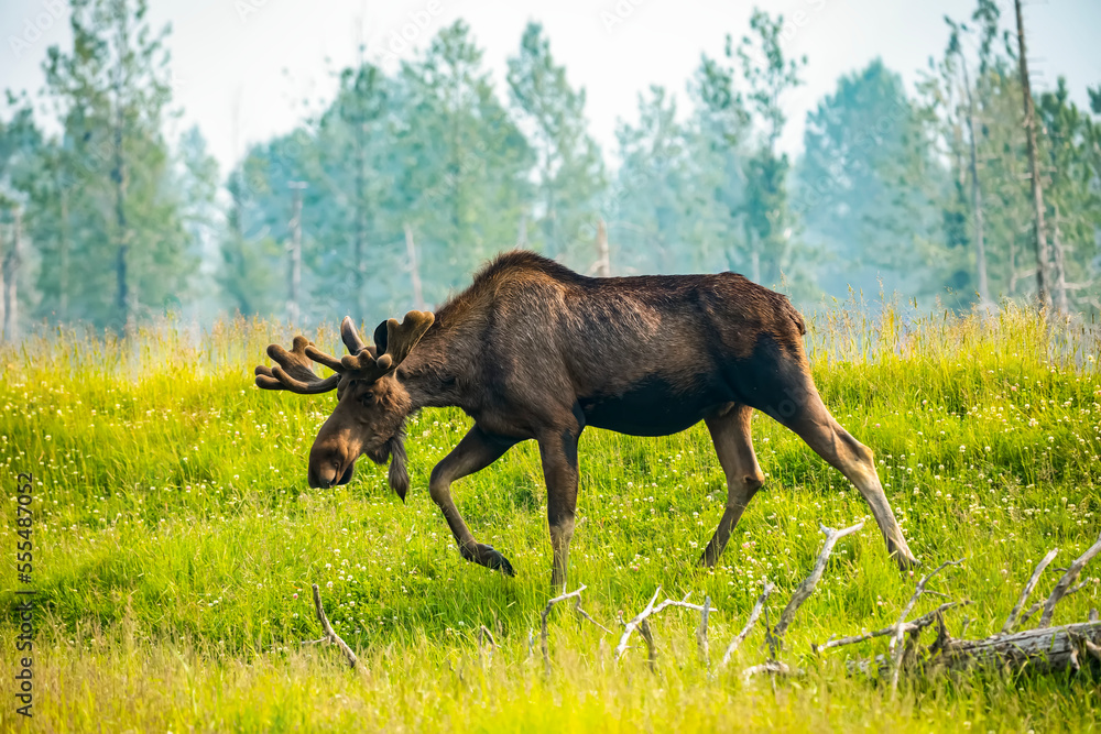 A bull moose (Alces alces) with antlers in velvet walking across a meadow, Alaska Wildlife Conservation Center; Portage, Alaska, United States of America A bull moose (Alces alces) with antlers in velvet walking across a meadow, Alaska Wildlife Conservation Center; Portage, Alaska, United States of America