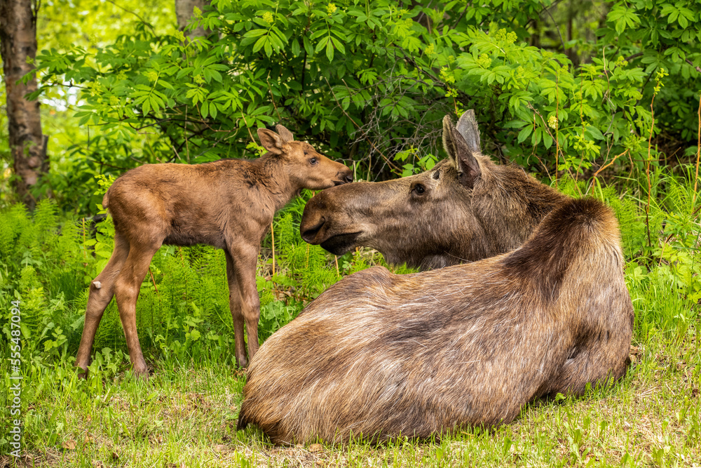 Cow moose (Alces alces) and calf, South-central Alaska; Anchorage, Alaska, United States of America Cow moose (Alces alces) and calf, South-central Alaska; Anchorage, Alaska, United States of America