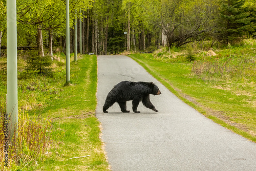 A mature Black bear (Ursus americanus) crosses a bike trail in Kincaid Park in Anchorage, South-central Alaska; Anchorage, Alaska, United States of America