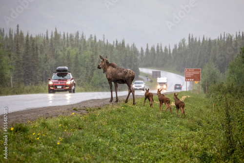 Cow moose and triplet calves at roadside, Denali National Park and Preserve, Alaska, USA