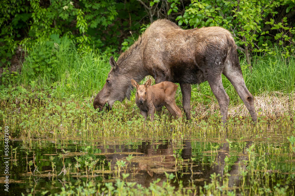 Cow moose and calf (Alces alces) feeding on lush foliage in shallow water in springtime, South-central Alaska; Anchorage, Alaska, United States of America Cow moose and calf (Alces alces) feeding on lush foliage in shallow water in springtime, South-central Alaska; Anchorage, Alaska, United States of America