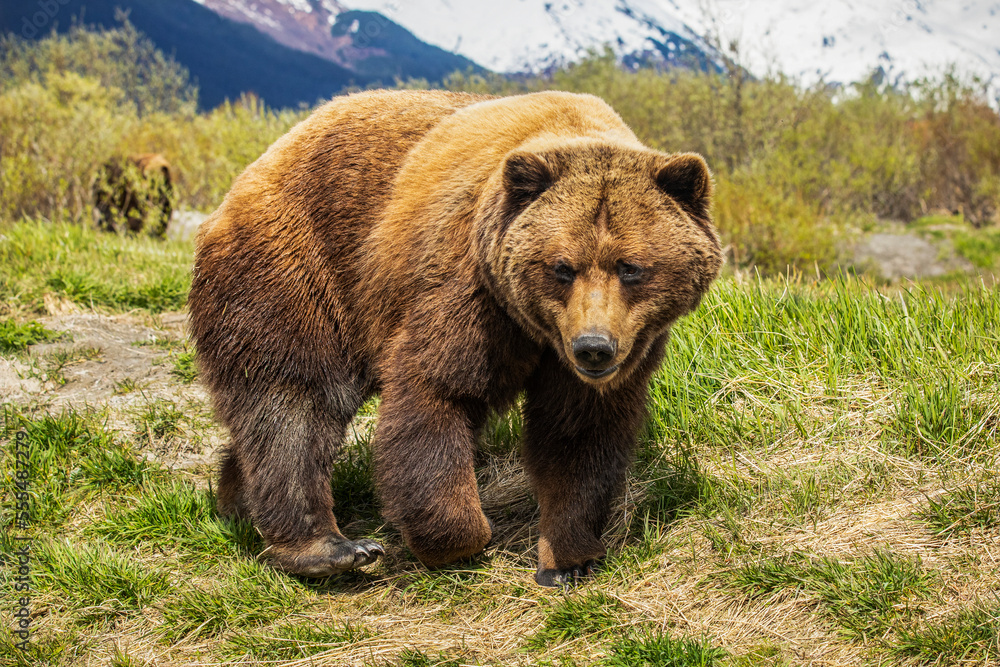 Brown bear sow (Ursus arctos), Alaska Wildlife Conservation Center; Portage, Alaska, United States of America Brown bear sow (Ursus arctos), Alaska Wildlife Conservation Center; Portage, Alaska, United States of America