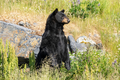 Male black bear (Ursus americanus) stands to get a better view, Alaska Wildlife Conservation Center, South-central Alaska; Portage, Alaska, United States of America photo