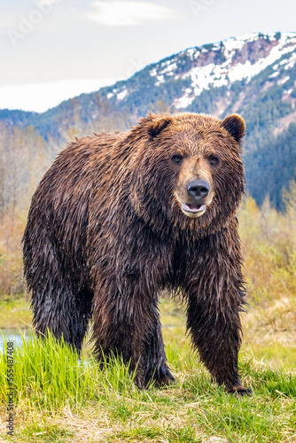 Brown bear (Ursus arctos) boar, large male looks at camera, Alaska Wildlife Conservation Center, South-central Alaska; Alaska, United States of America photo