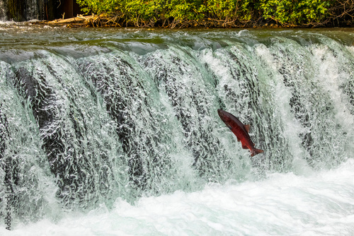 A King Salmon, also known as Chinook salmon (Oncorhynchus tshawytscha), attempts to jump the falls at the Fish Hatchery pond, South-central Alaska; Anchorage, Alaska, United States of America photo