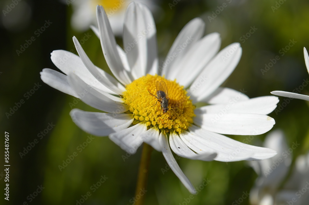 Fototapeta premium daisy flower
