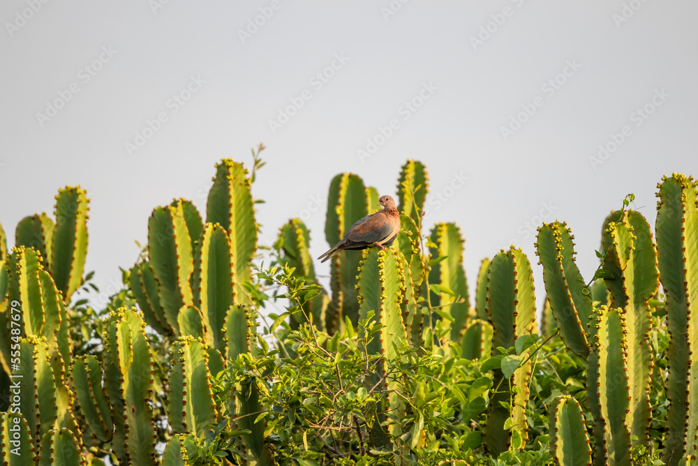 Laughing dove (Spilopelia senegalensis), Queen Elizabeth National Park; Western Region, Uganda Laughing dove (Spilopelia senegalensis), Queen Elizabeth National Park; Western Region, Uganda