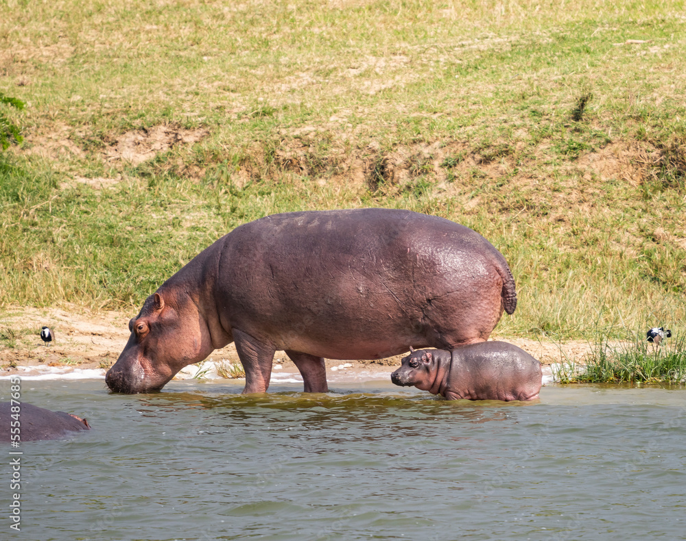 Hippopotamus and calf (Hippopotamus amphibius) in Kazinga Channel, Queen Elizabeth National Park; Western Region, Uganda Hippopotamus and calf (Hippopotamus amphibius) in Kazinga Channel, Queen Elizabeth National Park; Western Region, Uganda