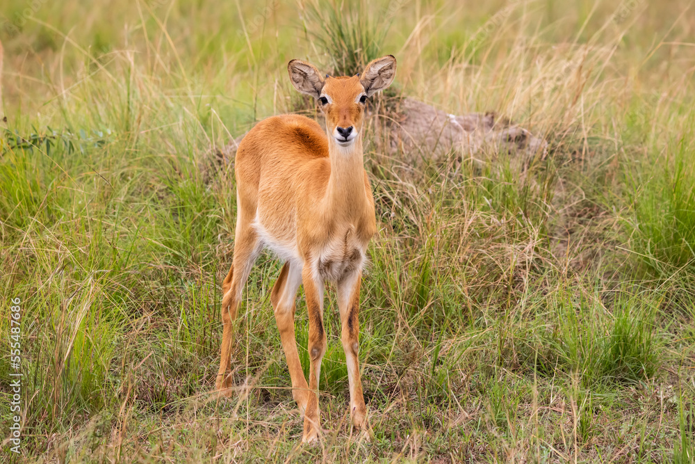 Ugandan kob (Kobus kob thomasi), Queen Elizabeth National Park; Western Region, Uganda Ugandan kob (Kobus kob thomasi), Queen Elizabeth National Park; Western Region, Uganda