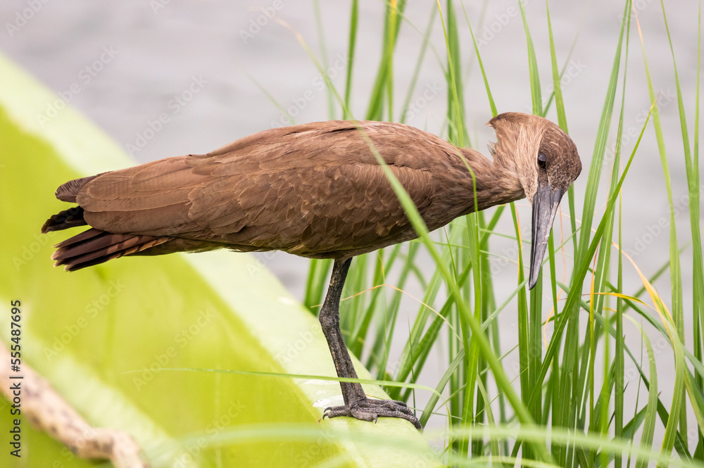 Hamerkop (Scopus umbretta), Kazinga Channel, Queen Elizabeth National Park; Western Region, Uganda Hamerkop (Scopus umbretta), Kazinga Channel, Queen Elizabeth National Park; Western Region, Uganda