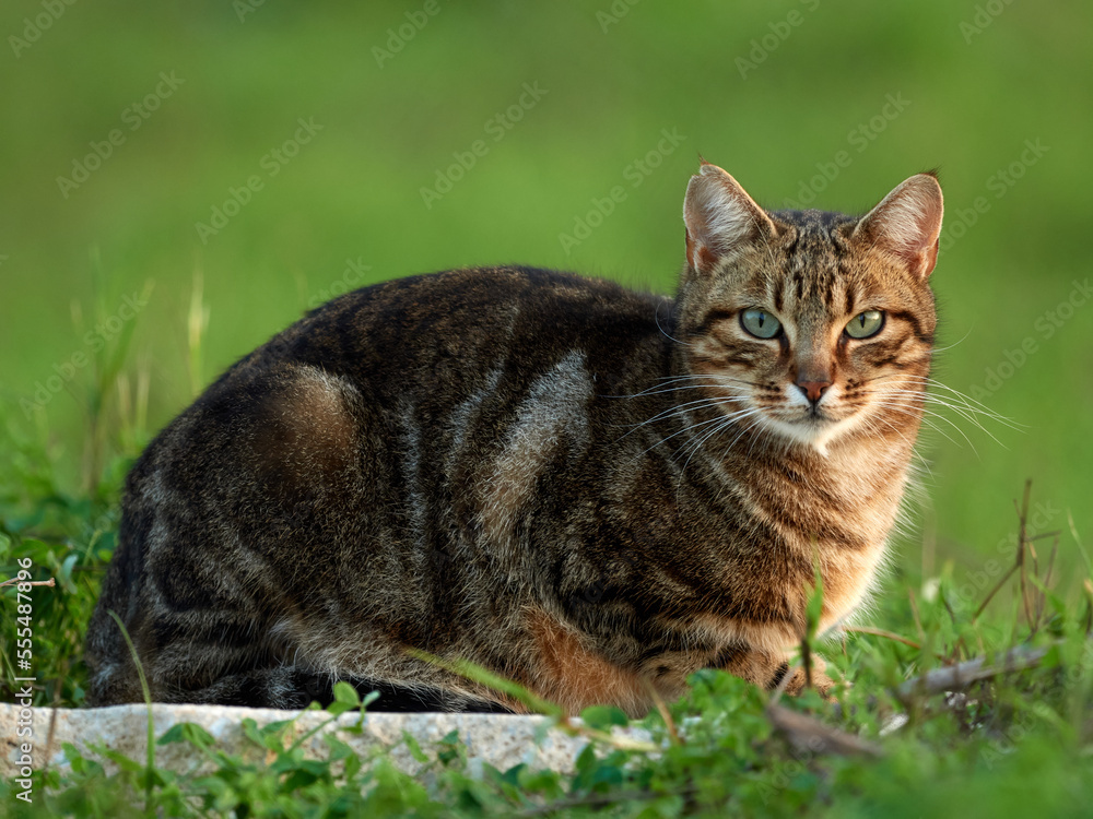 Free domestic cat on a natural environment. Felis catus. Free domestic cat on a natural environment. Felis catus.