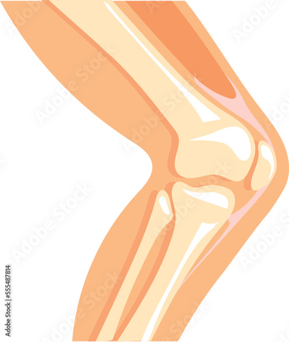 Human knee icon. Cartoon anatomy leg bone structure