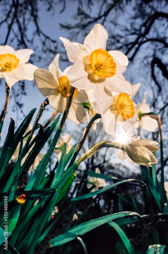 Sun rising behind large-cupped daffodils (Narcissus), 'Manon Lescant' Amaryllidaceae, New York Botanical Garden; Bronx, New York, United States of America photo