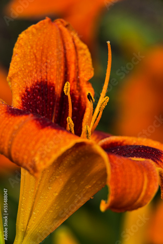 Daylilies (Hemerocallis), 'Bandit Man', New York Botanical Garden; Bronx, New York, United States of America photo