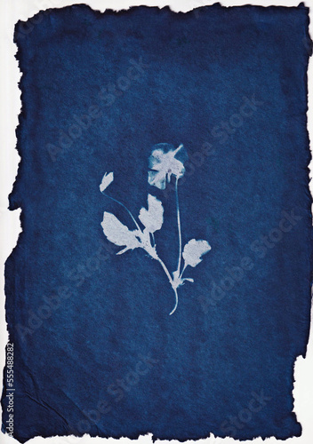 Cyanotype - Flower - Pansy Single 