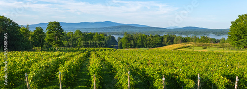 Vineyard with mountains in the distance; Shefford, Quebec, Canada photo