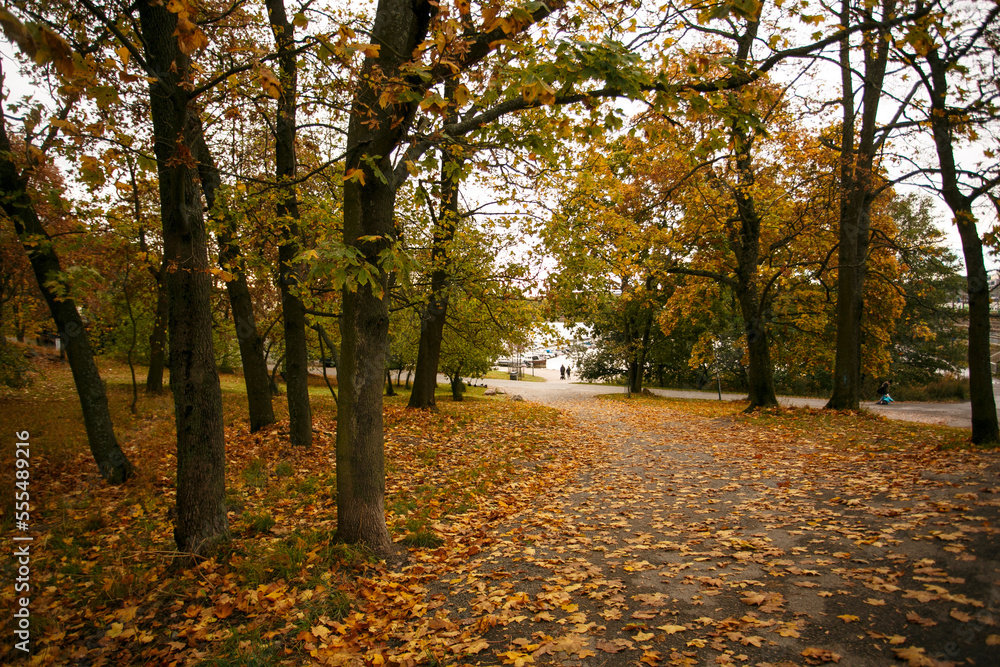Obraz premium Autumn landscape. Autumn nature. Fall scene. Park covered by yellow foliage. Tranquil background. Colorful forest in sunlight, Helsinki, Finland