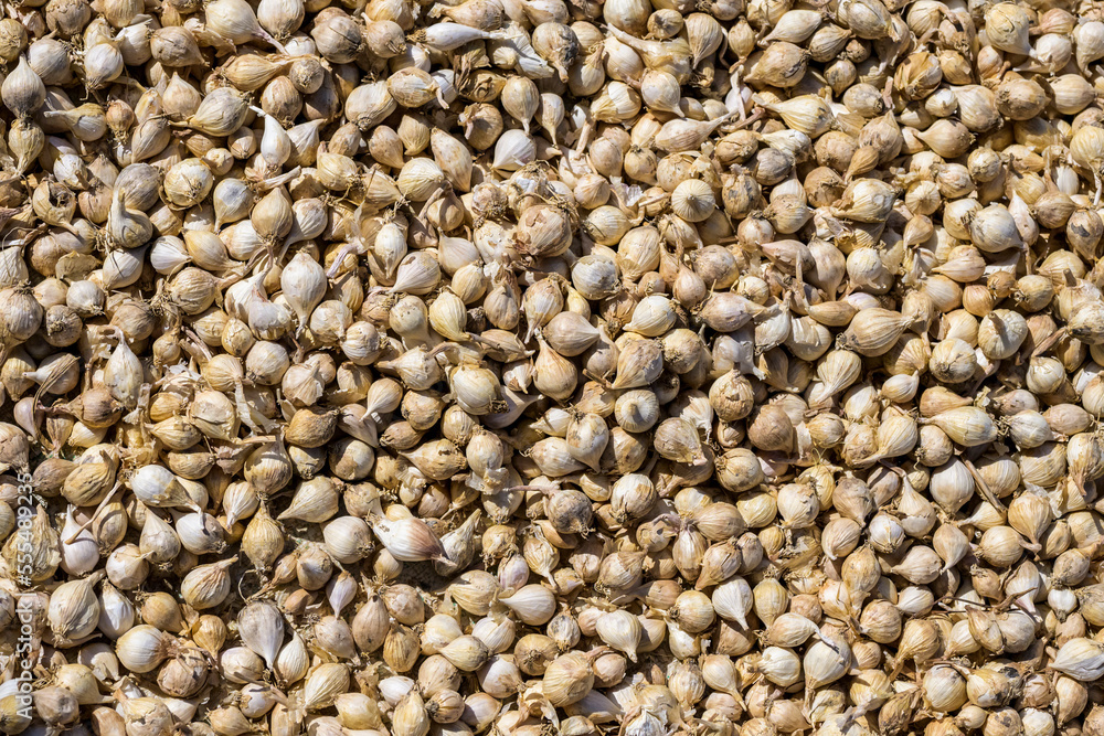 Abundance of shallot onions; Shan State, Myanmar