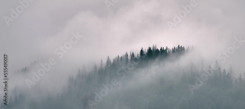 Mountain forest panorama. Natural background of the woods.