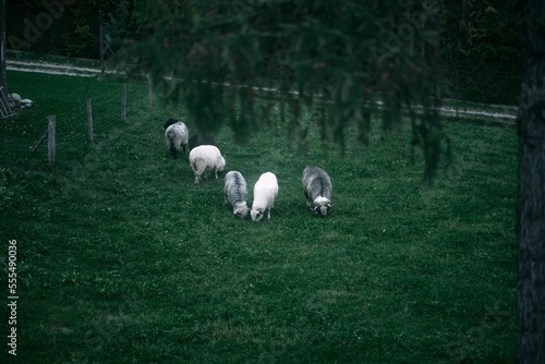 Pasturing sheep in the meadow. A flock of staring sheep.