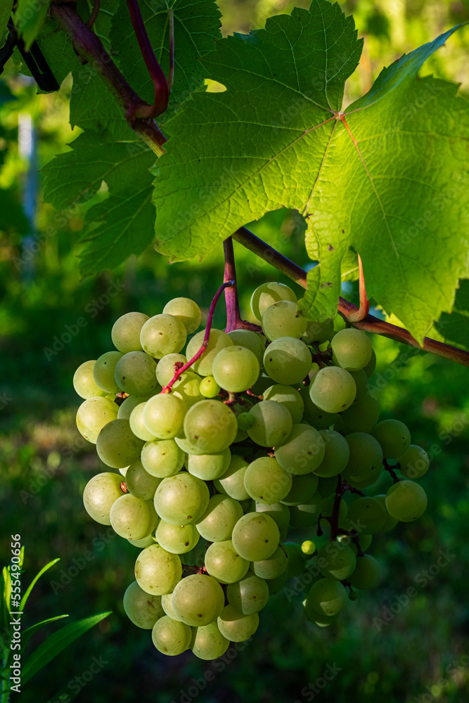Green grapes ripening in clusters on a vine; Shefford, Quebec, Canada Green grapes ripening in clusters on a vine; Shefford, Quebec, Canada