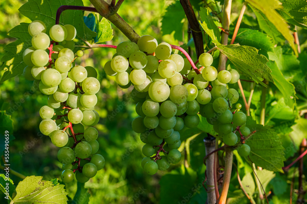Green grapes ripening in clusters on a vine; Shefford, Quebec, Canada Green grapes ripening in clusters on a vine; Shefford, Quebec, Canada