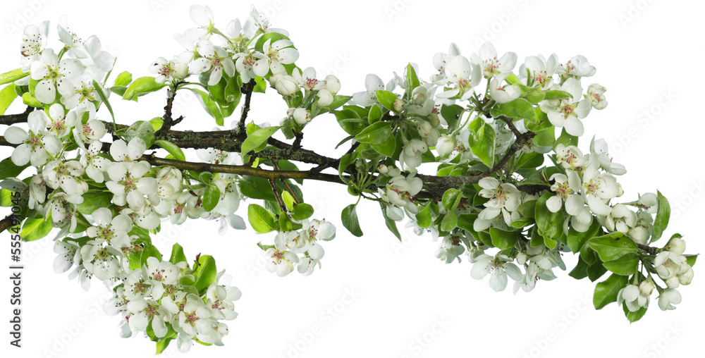 Beautiful spring blossom branch with flowers Beautiful spring blossom branch with flowers