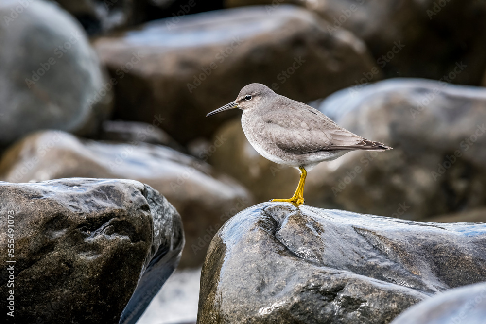 A Wandering tattler (Tringa incana) visits Seaside Cove on the North Oregon coast; Seaside, Oregon, United States of America A Wandering tattler (Tringa incana) visits Seaside Cove on the North Oregon coast; Seaside, Oregon, United States of America