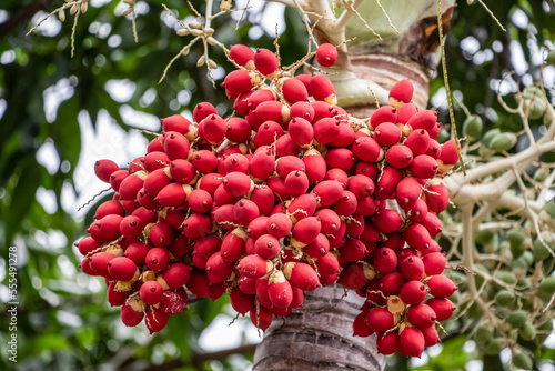 Sweet viburnum (iburnum odoratissimum); Banjar, Bali, Indonesia photo