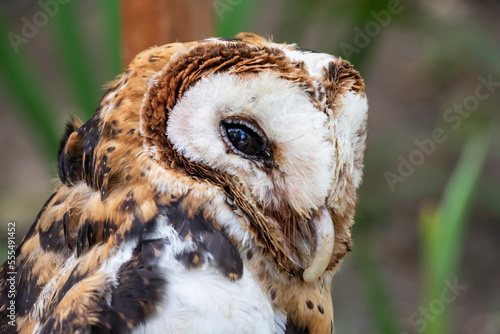Minahassa masked owl (Tyto inexspectata), Mount Mahawu; North Sulawesi, Indonesia photo