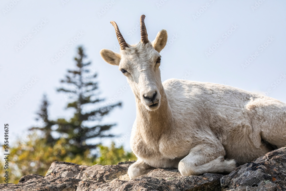 Dall Sheep ewe (Ovis dalli) lays on a rocky ledge overlooking the waters of Turnagain Arm South of Anchorage in South-central Alaska. Ewe looks at camera; Alaska, United States of America Dall Sheep ewe (Ovis dalli) lays on a rocky ledge overlooking the waters of Turnagain Arm South of Anchorage in South-central Alaska. Ewe looks at camera; Alaska, United States of America