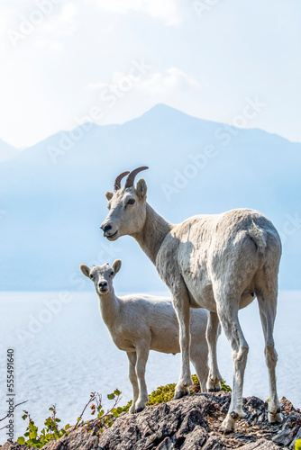 Dall sheep ewe and lamb (Ovis dalli) in the Church Mountains South of Anchorage in South-central Alaska. The sheep are overlooking the ocean waters of Turnagain Arm; Alaska, United States of America photo