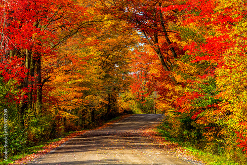 Vibrant autumn coloured foliage in a forest and a road running through it; Lac Labelle Region, Quebec, Canada photo