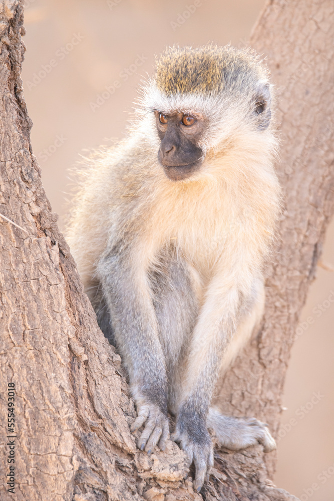 Cute monkey sitting on tree Cute monkey sitting on tree