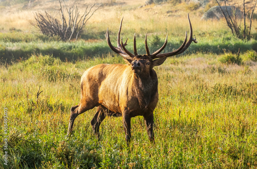 Bull Elk (Cervus canadensis) standing in sunlight in a foggy field; Estes Park, Colorado, United States of America Bull Elk (Cervus canadensis) standing in sunlight in a foggy field; Estes Park, Colorado, United States of America