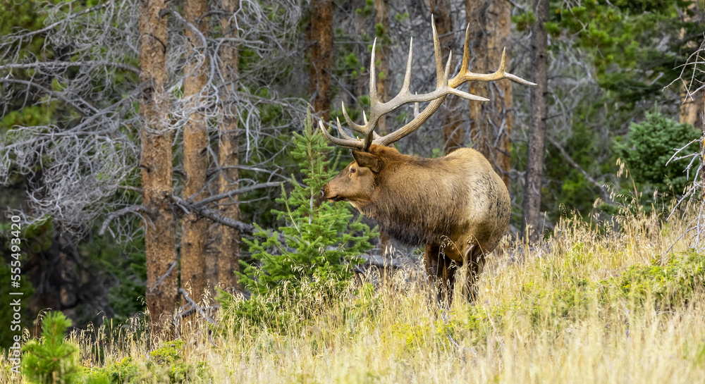 Bull Elk (Cervus canadensis) standing at the edge of a forest; Estes Park, Colorado, United States of America Bull Elk (Cervus canadensis) standing at the edge of a forest; Estes Park, Colorado, United States of America