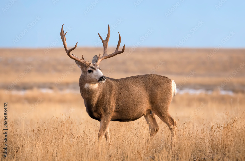 Mule deer buck (Odocoileus hemionus) standing in grass; Steamboat Springs, Colorado, United States of America Mule deer buck (Odocoileus hemionus) standing in grass; Steamboat Springs, Colorado, United States of America