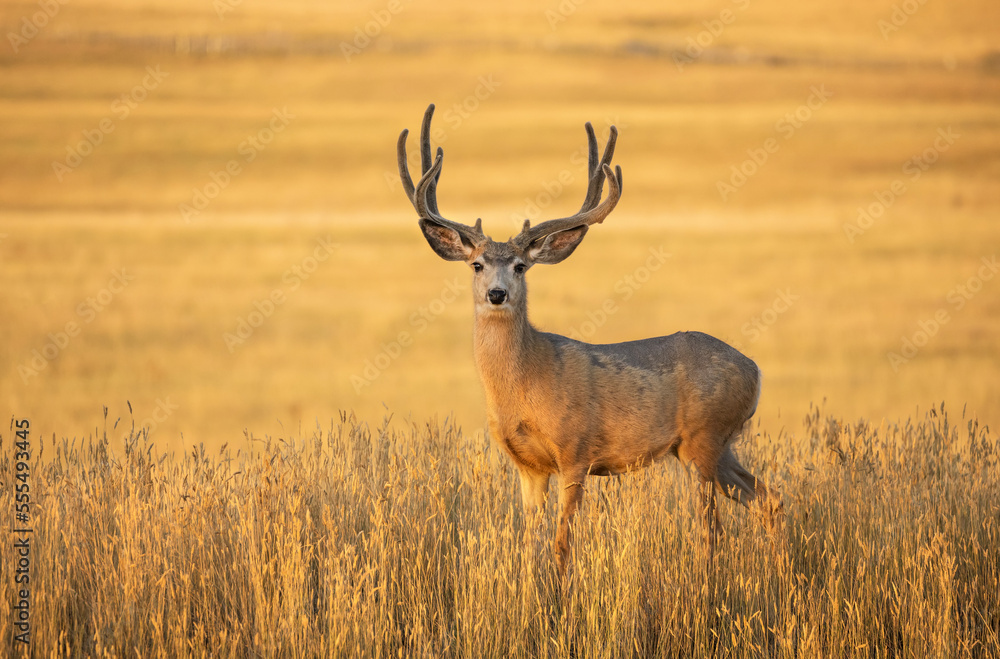 Mule deer buck (Odocoileus hemionus) standing in golden grass; Steamboat Springs, Colorado, United States of America Mule deer buck (Odocoileus hemionus) standing in golden grass; Steamboat Springs, Colorado, United States of America