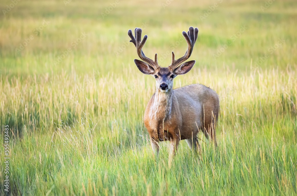 Mule deer buck (Odocoileus hemionus) standing in grass; Steamboat Springs, Colorado, United States of America Mule deer buck (Odocoileus hemionus) standing in grass; Steamboat Springs, Colorado, United States of America