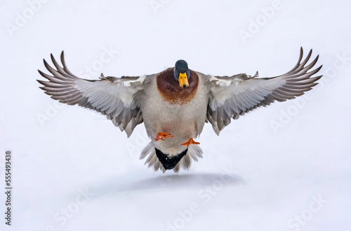 Male mallard duck (Anas platyrhynchos) landing on snow; Denver, Colorado, United States of America photo